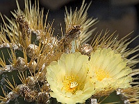 087-Jardin de Cactus  Die Lavawüste lebt.