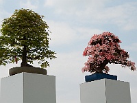 004  Bonsai-Bäume.